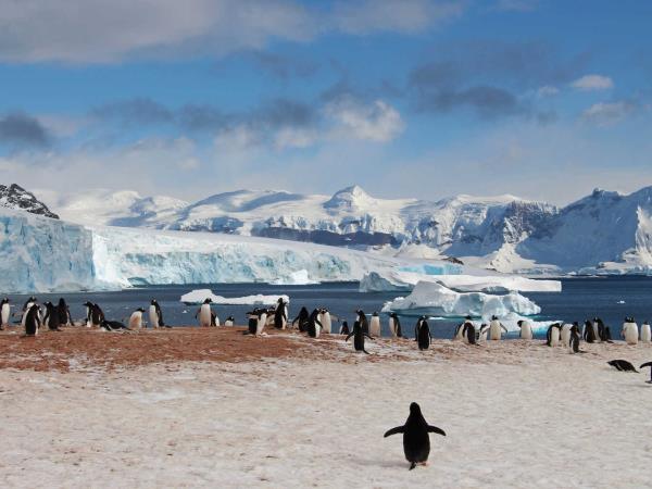 Total Antarctic highlights cruise via Buenos Aires