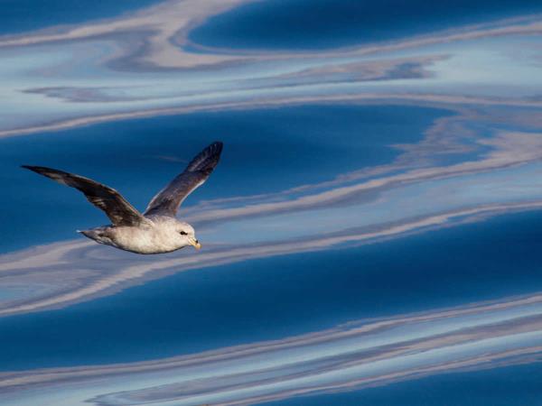 Spitsbergen cruises, fjords, glaciers and wildlife