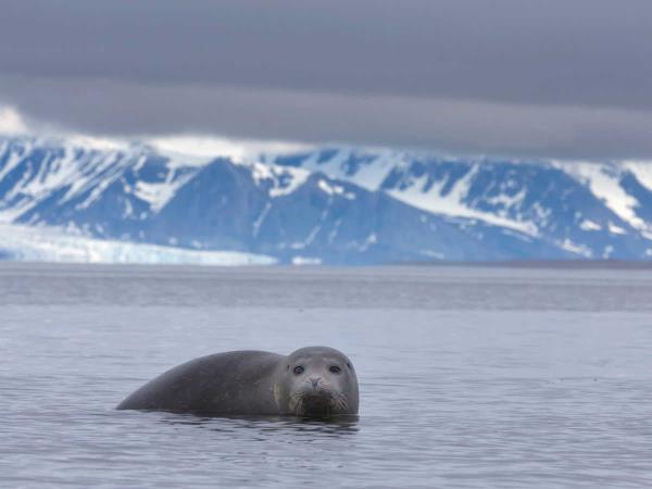 Spitsbergen cruises, fjords, glaciers and wildlife