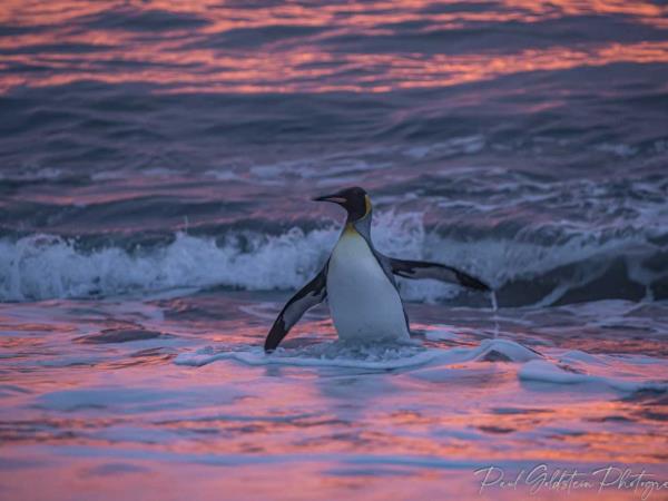 Antarctic photography cruise, South Georgia & Falklands