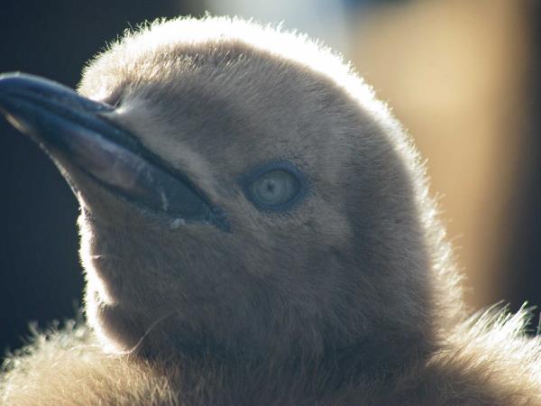 Antarctic wildlife cruise and penguin safari