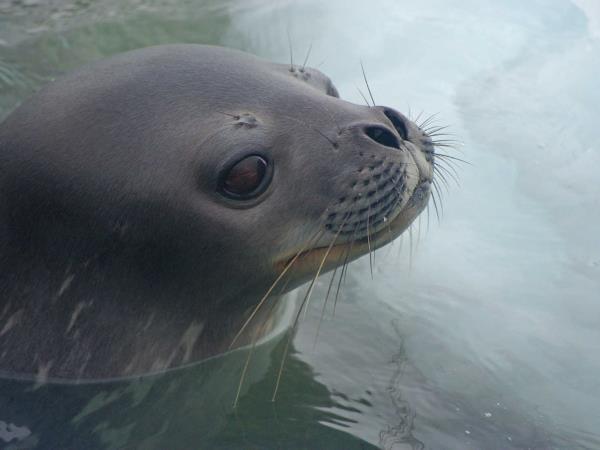 Antarctic wildlife cruise and penguin safari