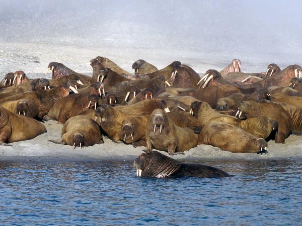 Spitsbergen wildlife cruise