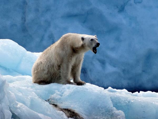 Spitsbergen wildlife cruise