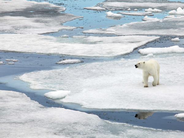 Spitsbergen wildlife cruise