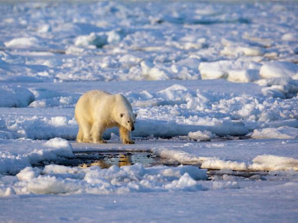 Spitsbergen highlights cruise, 1 week