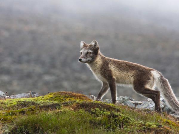 Spitsbergen 2 week cruise, in depth