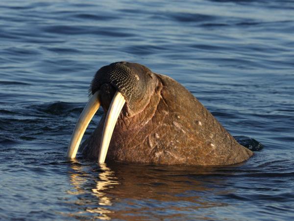 Spitsbergen 2 week cruise, in depth