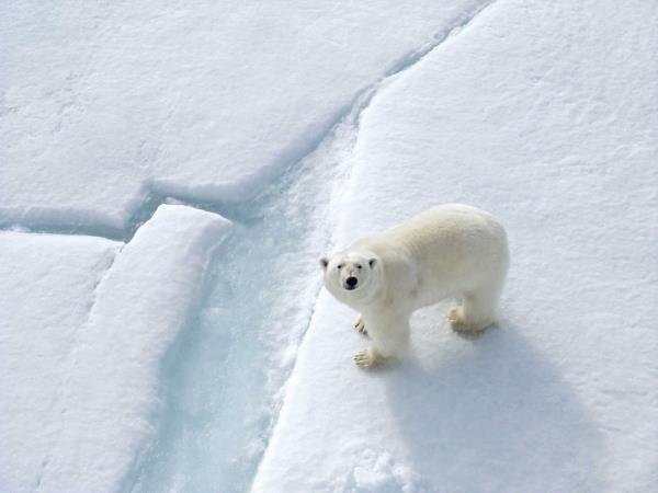 Spitsbergen widlife photography cruise