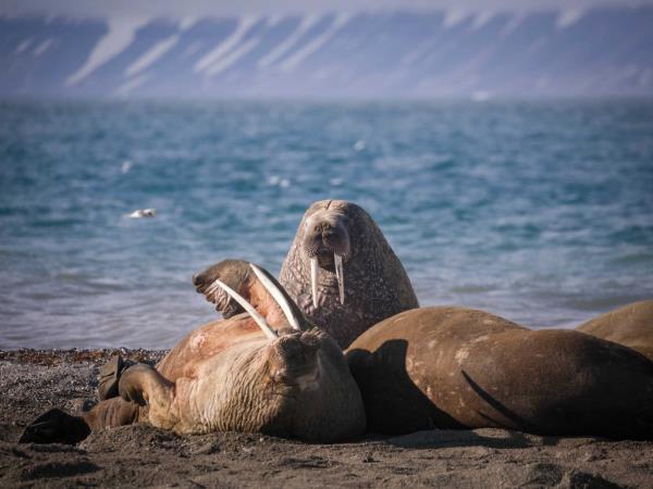 Spitsbergen widlife photography cruise