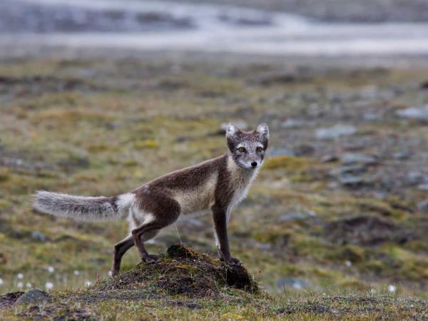 Arctic islands cruise, Iceland, Greenland and Spitsbergen