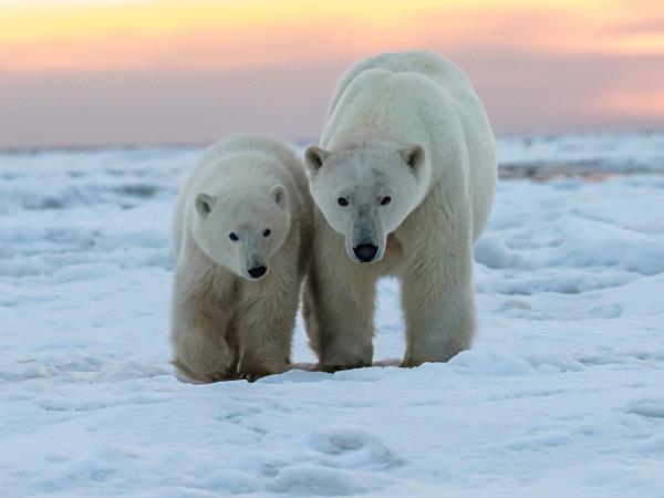 Polar bear tours in Canada