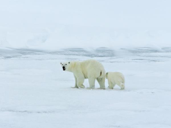 Polar bear tours in Canada