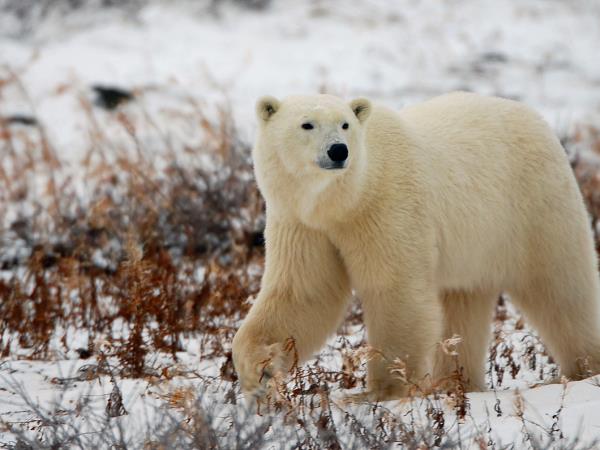 Polar bear tours in Canada