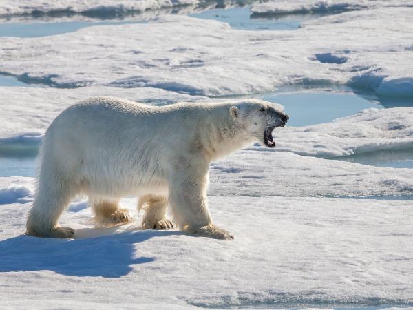 Polar bear tours in Canada