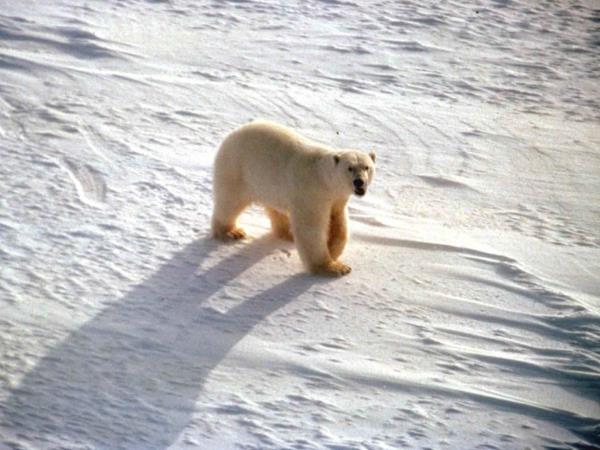 Polar bear tours in Canada