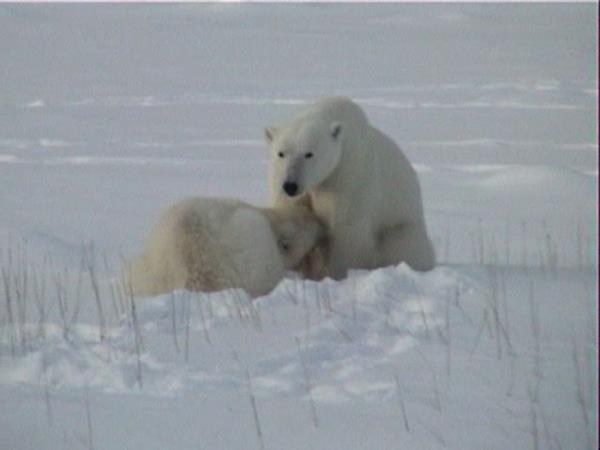 Polar bear tours in Canada