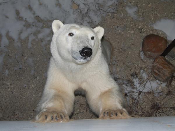 Polar bear tours in Canada