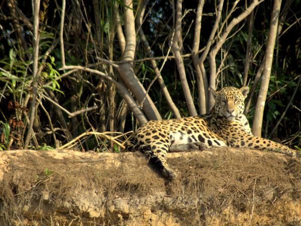 Pantanal wildlife safari in Brazil