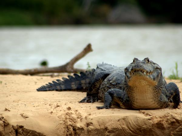 Pantanal wildlife safari in Brazil
