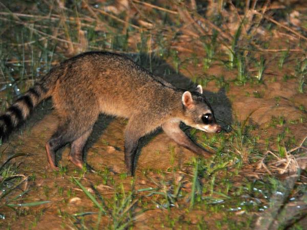Pantanal wildlife safari in Brazil