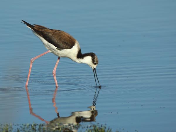 Pantanal wildlife safari in Brazil