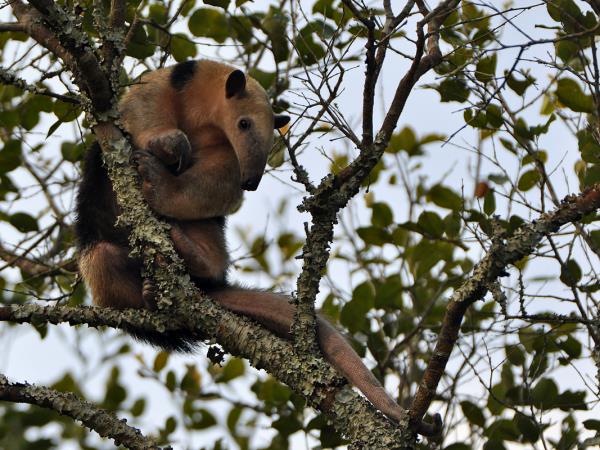 Pantanal wildlife safari in Brazil