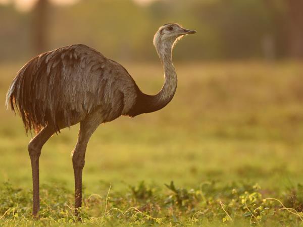 Pantanal wildlife safari in Brazil