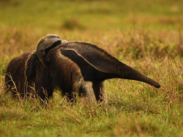 Pantanal wildlife safari in Brazil