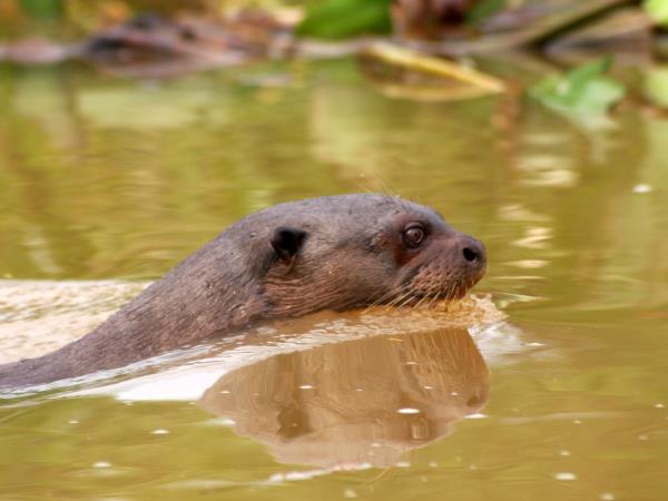 Pantanal wildlife safari in Brazil