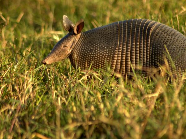 Pantanal wildlife safari in Brazil