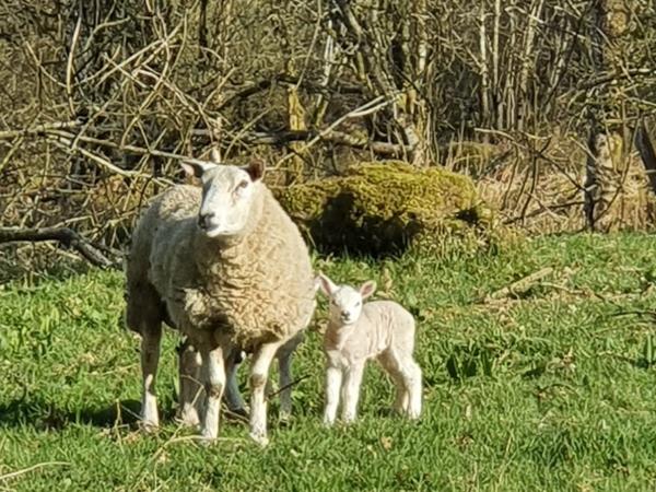 Argyll 4 day Spring cruise, Scotland
