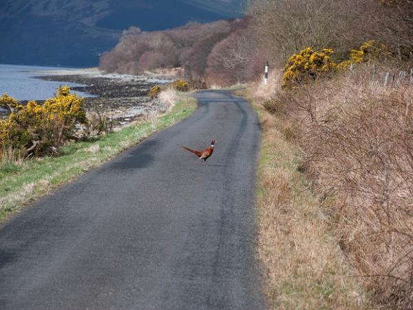 Argyll 4 day Spring cruise, Scotland
