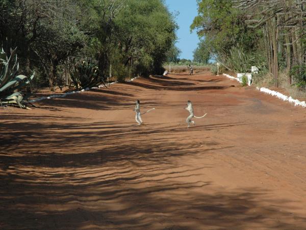 Madagascar tailor made wildlife vacation