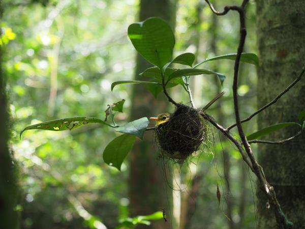 Madagascar tailor made wildlife vacation