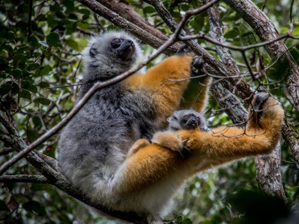 Madagascar tailor made wildlife vacation