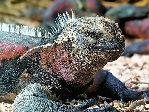 Galapagos tailor made vacation