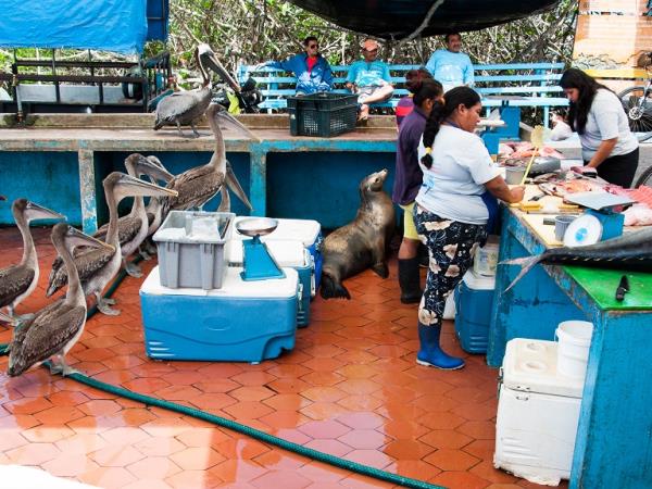 Galapagos tailor made vacation