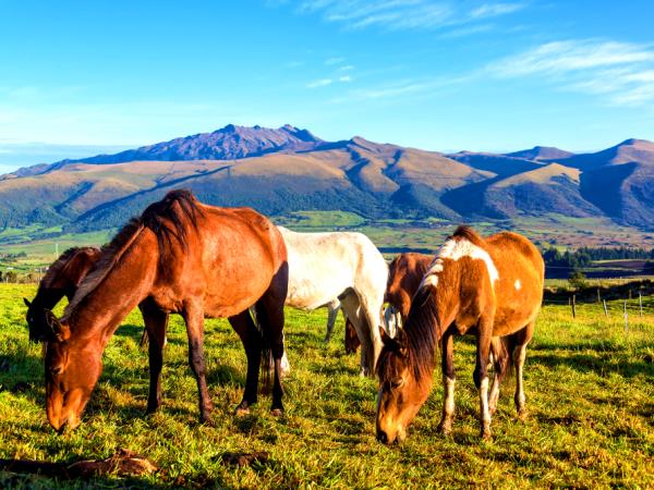 Ecuador tailor made adventure vacation