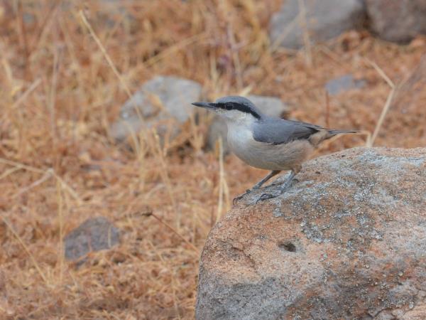 Lesvos birdwatching vacation in Greece