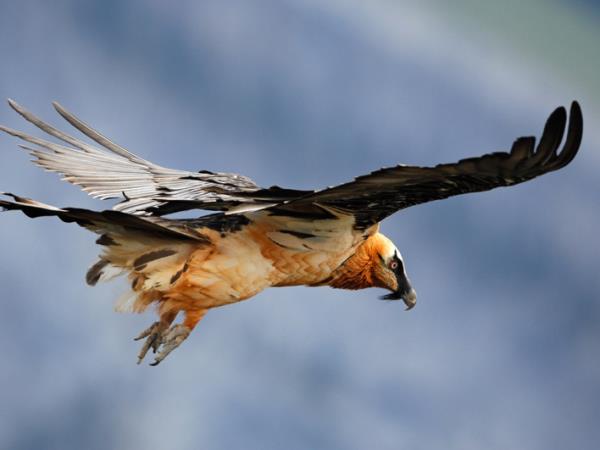 Andalucia birding tour in Spain