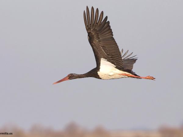 Andalucia birding tour in Spain