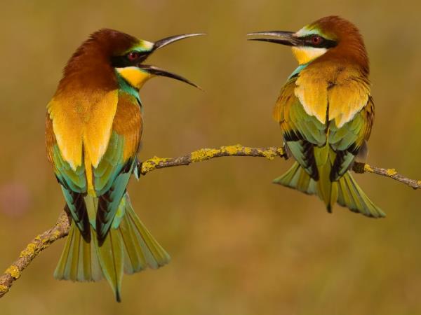 Andalucia birding tour in Spain