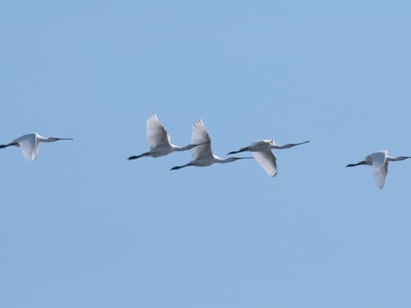 Andalucia birding tour in Spain