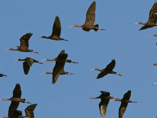 Andalucia birding tour in Spain