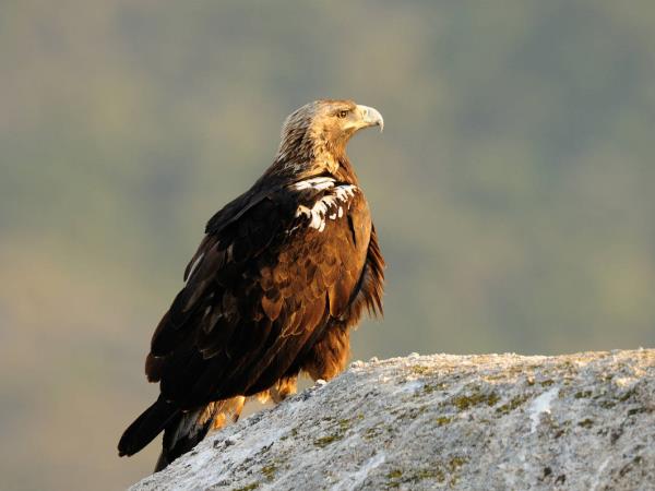 Andalucia birding tour in Spain