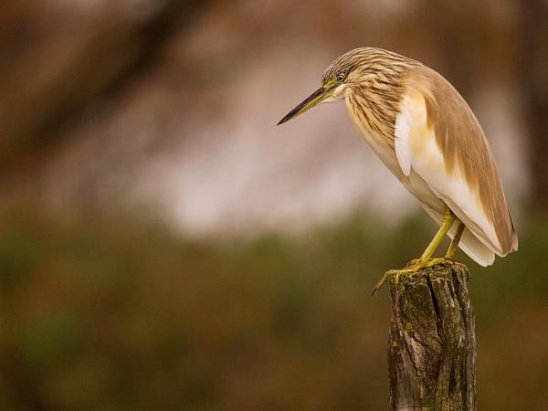 Andalucia birding tour in Spain