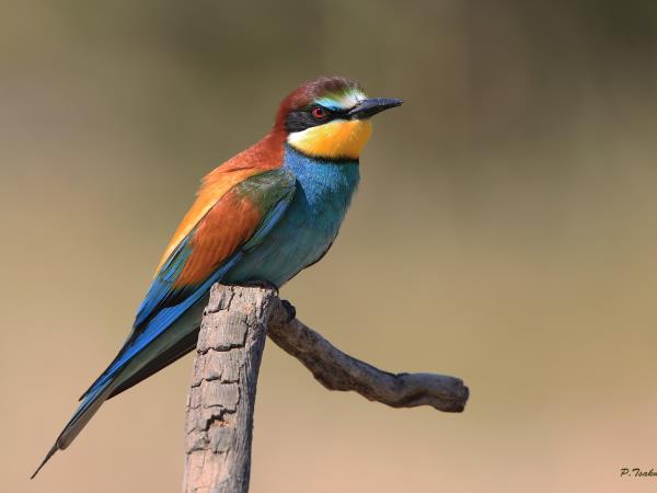 Lesvos birdwatching vacation in Greece