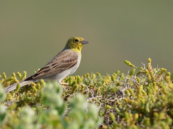 Lesvos birdwatching vacation in Greece