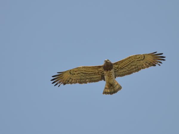 Lesvos birdwatching vacation in Greece
